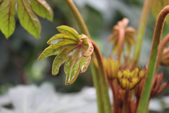 Unfurling Plant Allen Gardens Conservatory
